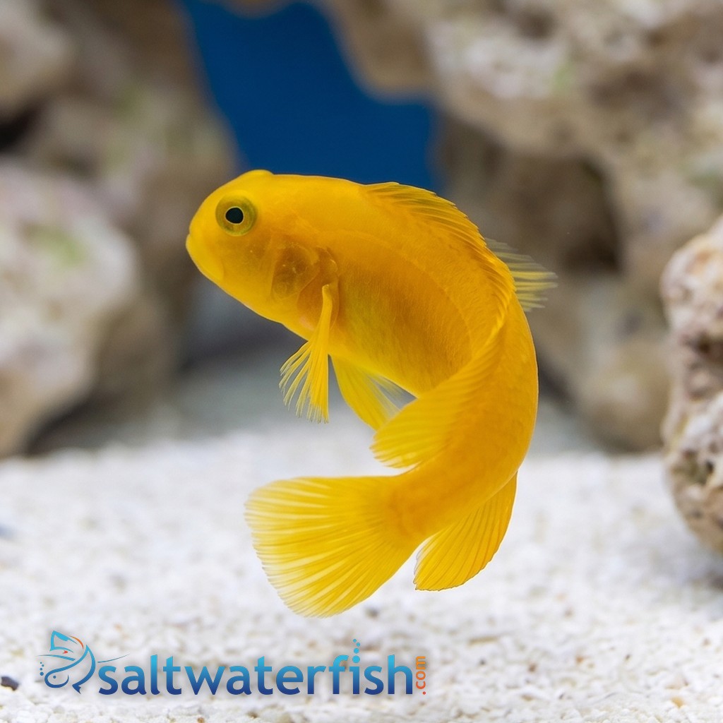 Golden Sailfin Blenny