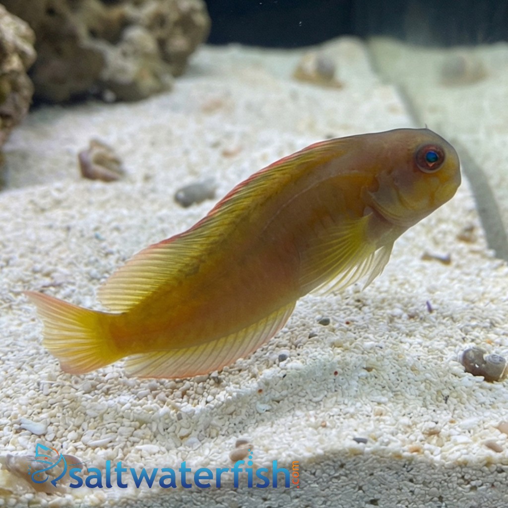 Golden Sailfin Blenny