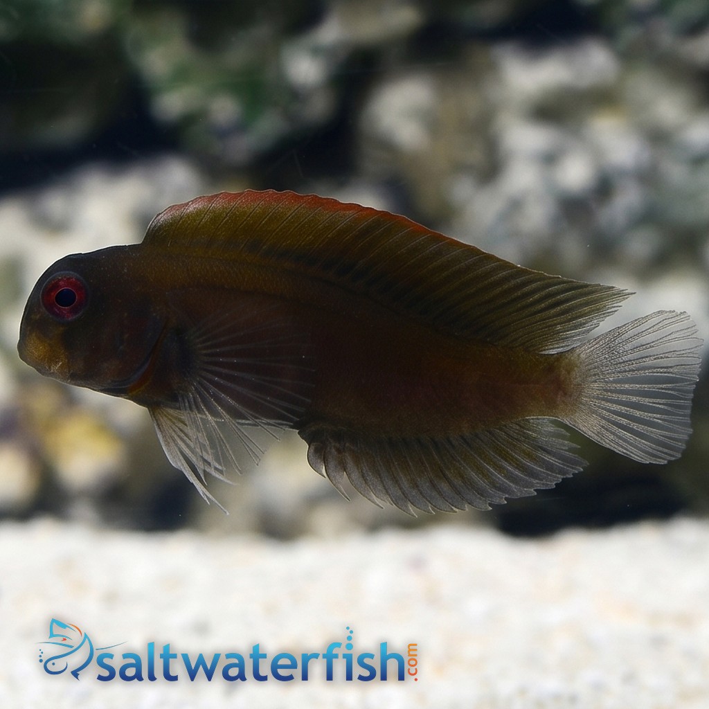 Black Sailfin Blenny