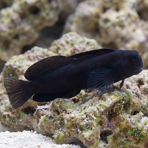 Black Sailfin Blenny