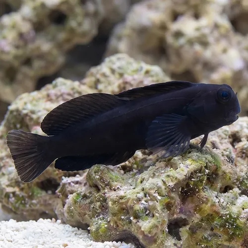 Black Sailfin Blenny