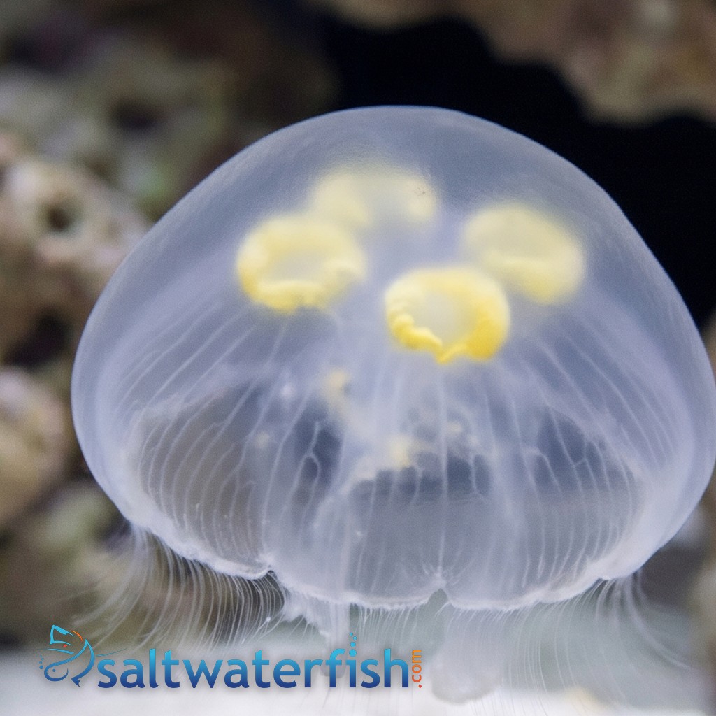 Moon Jellyfish - Aquacultured