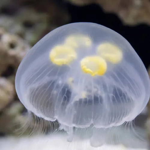 Moon Jellyfish - Aquacultured