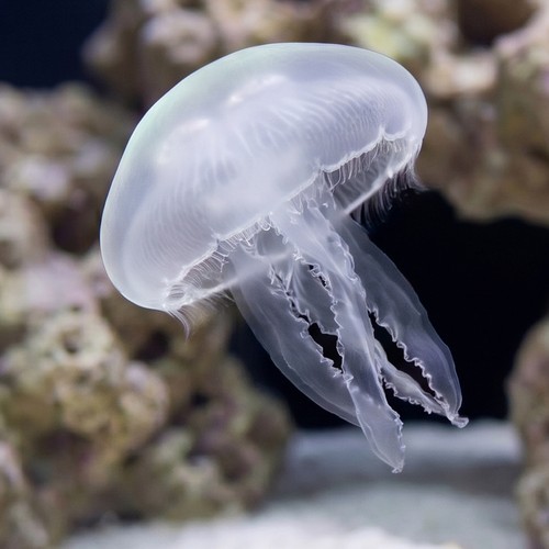 Moon Jellyfish - East Pacific