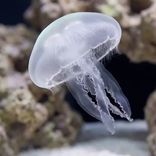 Moon Jellyfish