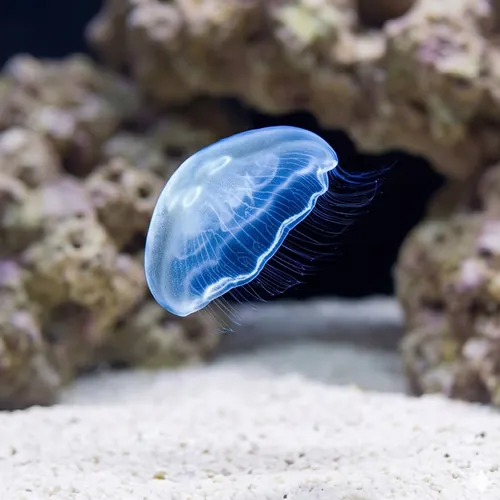 Moon Jellyfish - Captive Bred - QM Labs