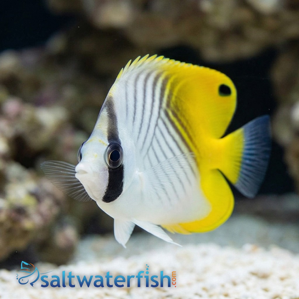 Threadfin Butterfly - Fiji