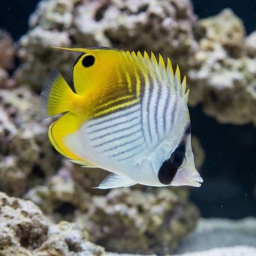 Threadfin Butterfly - Fiji