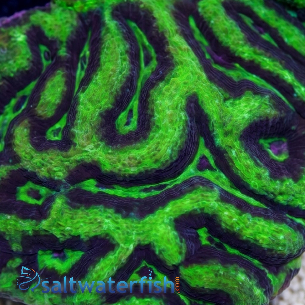 Brain Flat Australomussa Green - Australia