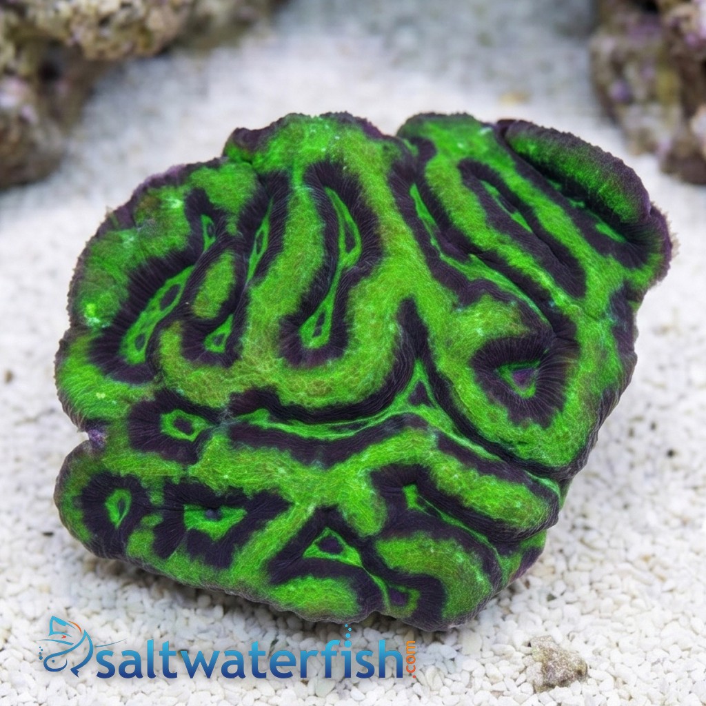 Brain Flat Australomussa Green - Australia
