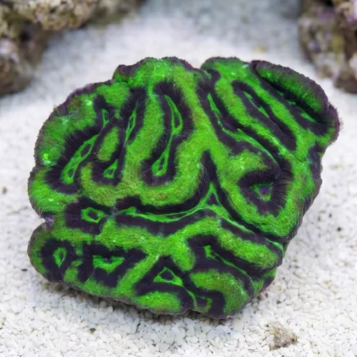 Brain Flat Australomussa Green - Australia