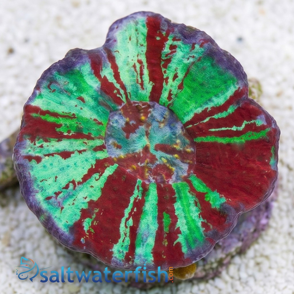 Brain Flat Australomussa Red/Green Warpaint - Aquacultured