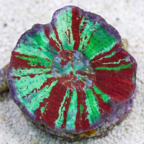 Brain Flat Australomussa Red/Green Warpaint - Aquacultured
