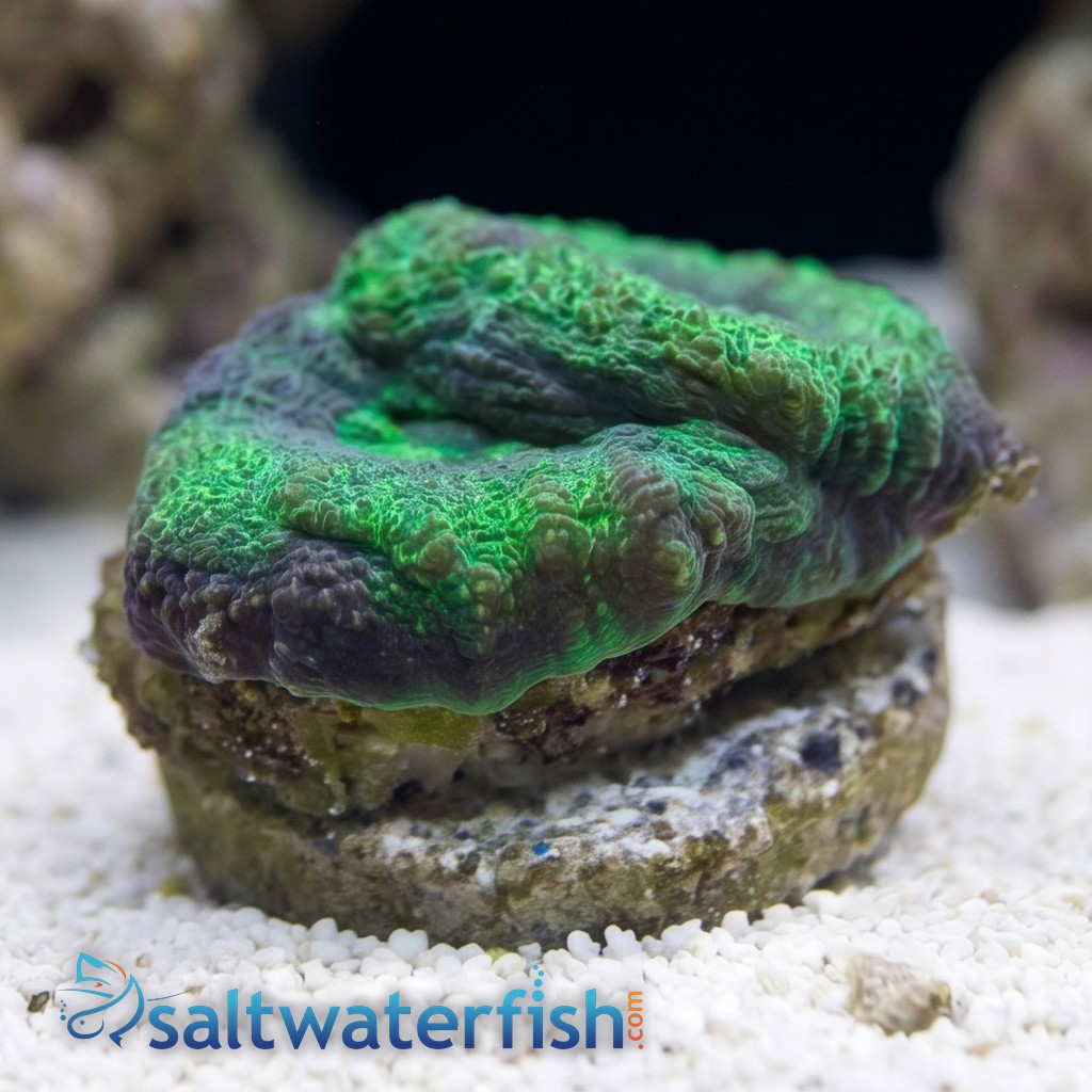 Brain Flat Australomussa Green - Australia
