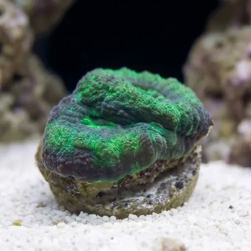 Brain Flat Australomussa Green - Australia