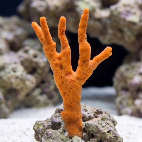 Red Tree Sponge - Caribbean