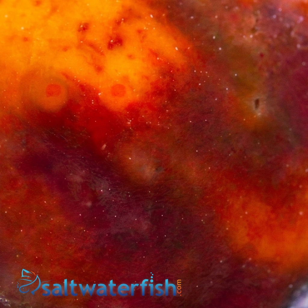 Red/Orange/Yellow Sponge Nano - Aquacultured