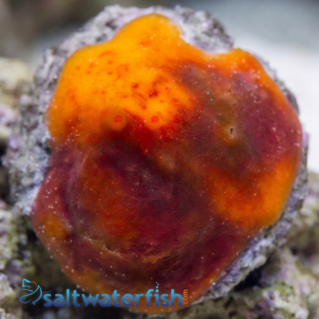 Red/Orange/Yellow Sponge Nano - Aquacultured