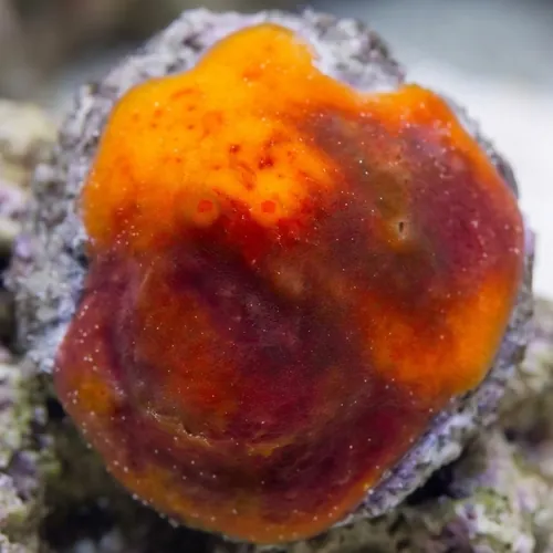 Red/Orange/Yellow Sponge Nano - Aquacultured