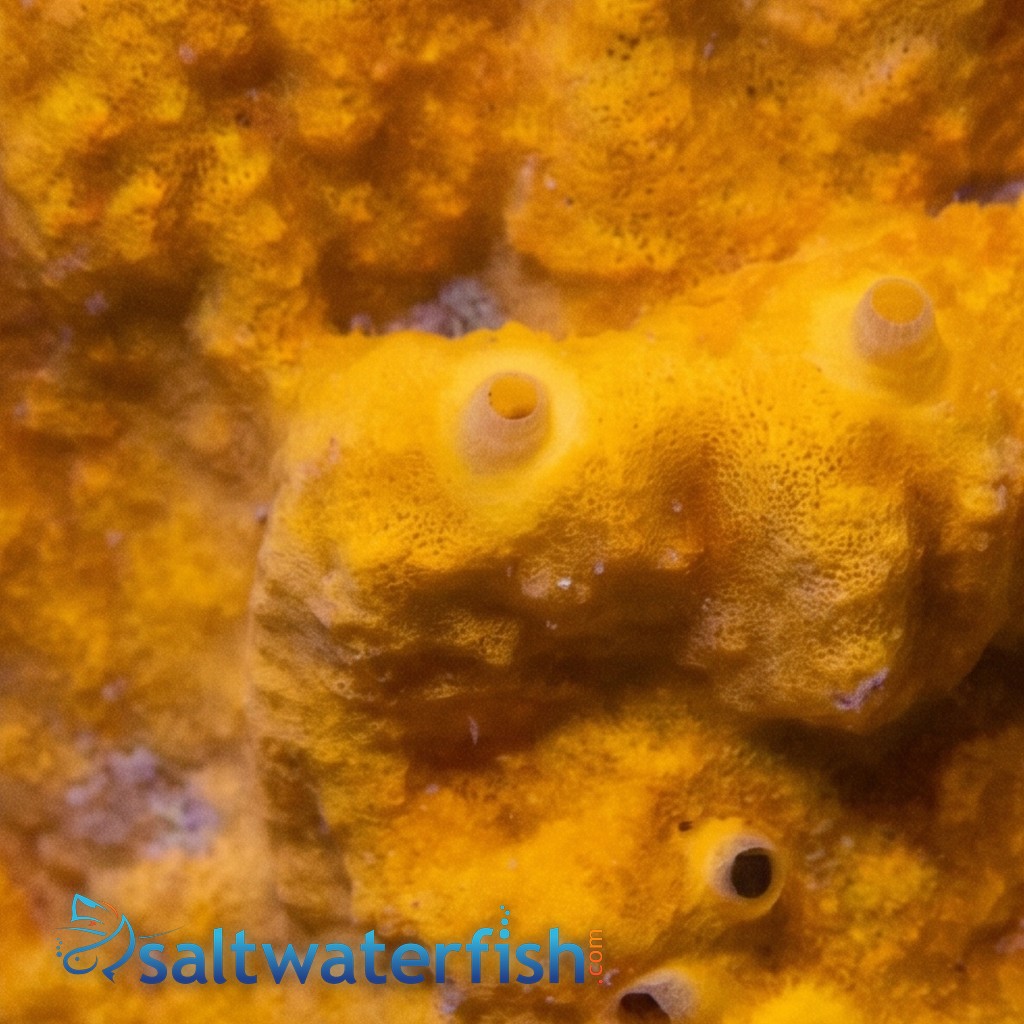 Red/Orange/Yellow Sponge Nano - Aquacultured