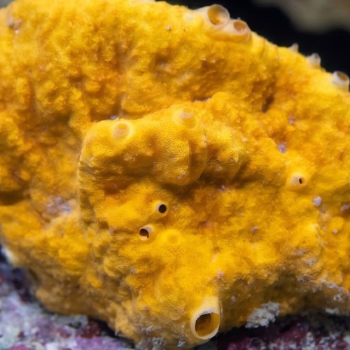 Red/Orange/Yellow Sponge Nano - Aquacultured