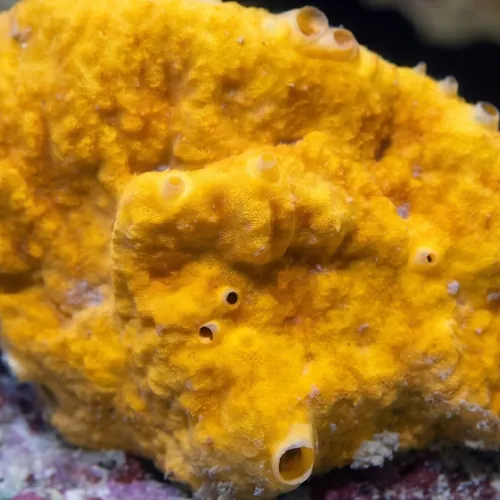 Red/Orange/Yellow Sponge Nano - Aquacultured