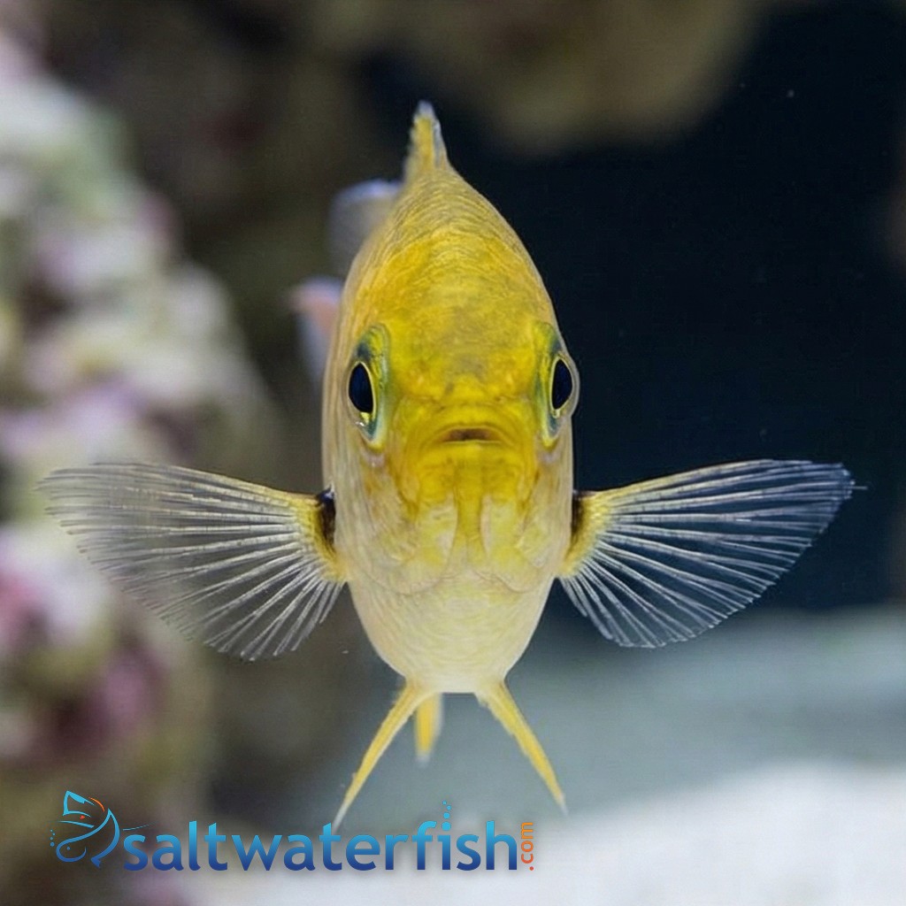Scissortail Damsel