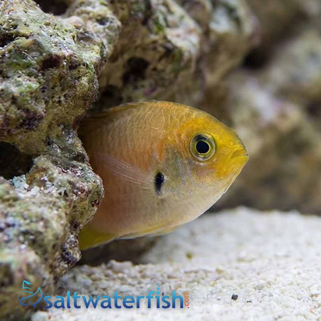 Scissortail Damsel