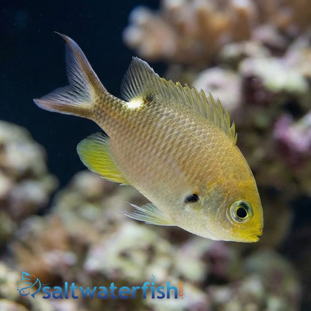 Scissortail Damsel