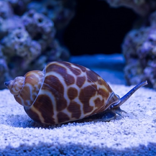 Babylonia Brown Blotch Snail