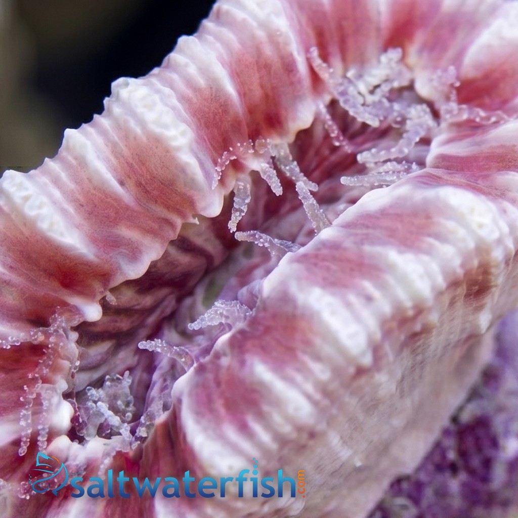 Solitary Cup Coral - Australia