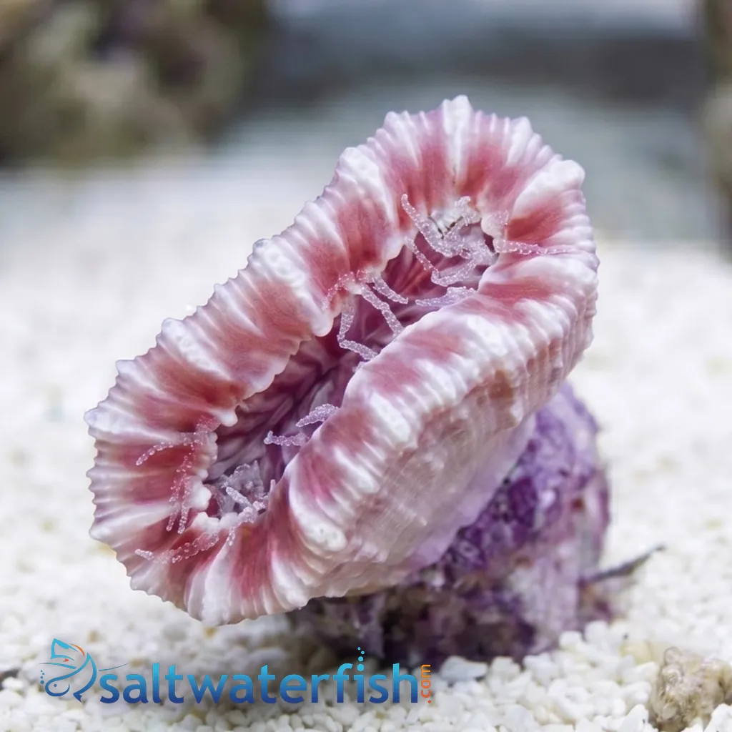 Solitary Cup Coral - Australia - Lps - Coral