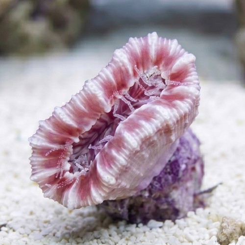 Solitary Cup Coral - Australia