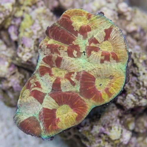 Fluted Moon Coral : Sunset and Crimson Red Stone