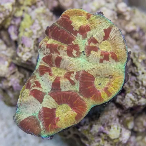 Fluted Moon Coral : Sunset and Crimson Red Stone