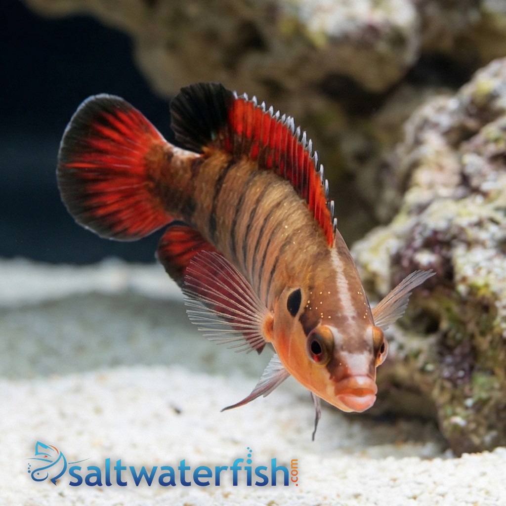 Banded Longfin Basslet