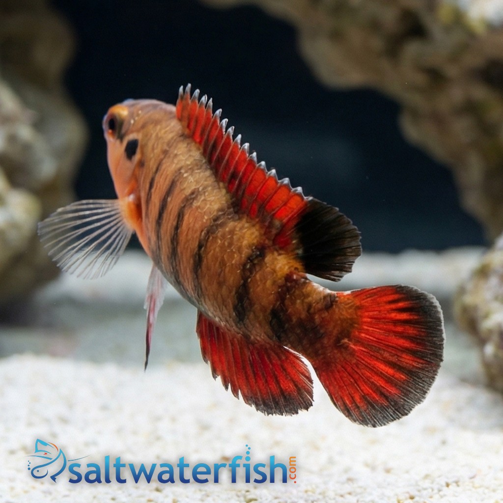 Banded Longfin Basslet