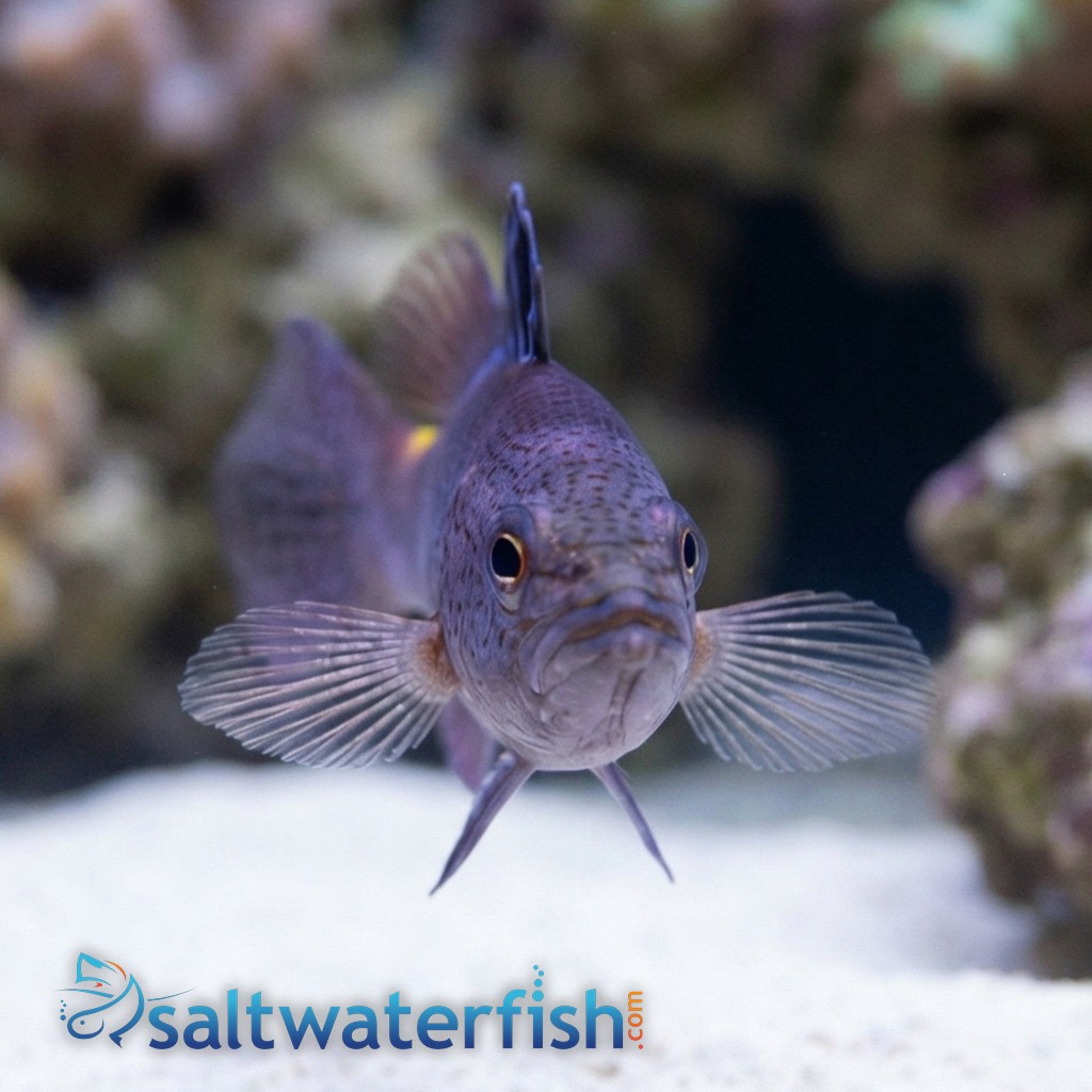Arrowhead Basslet