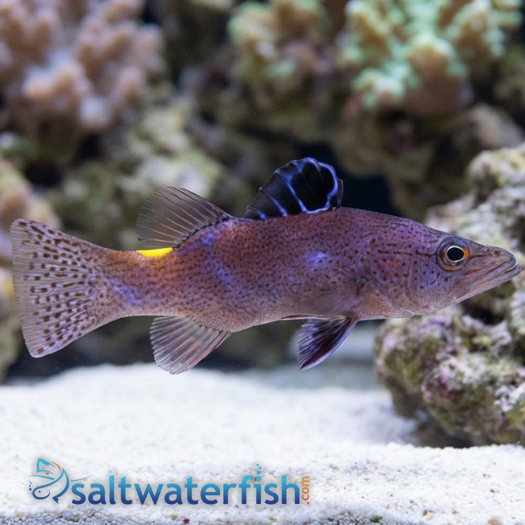 Arrowhead Basslet