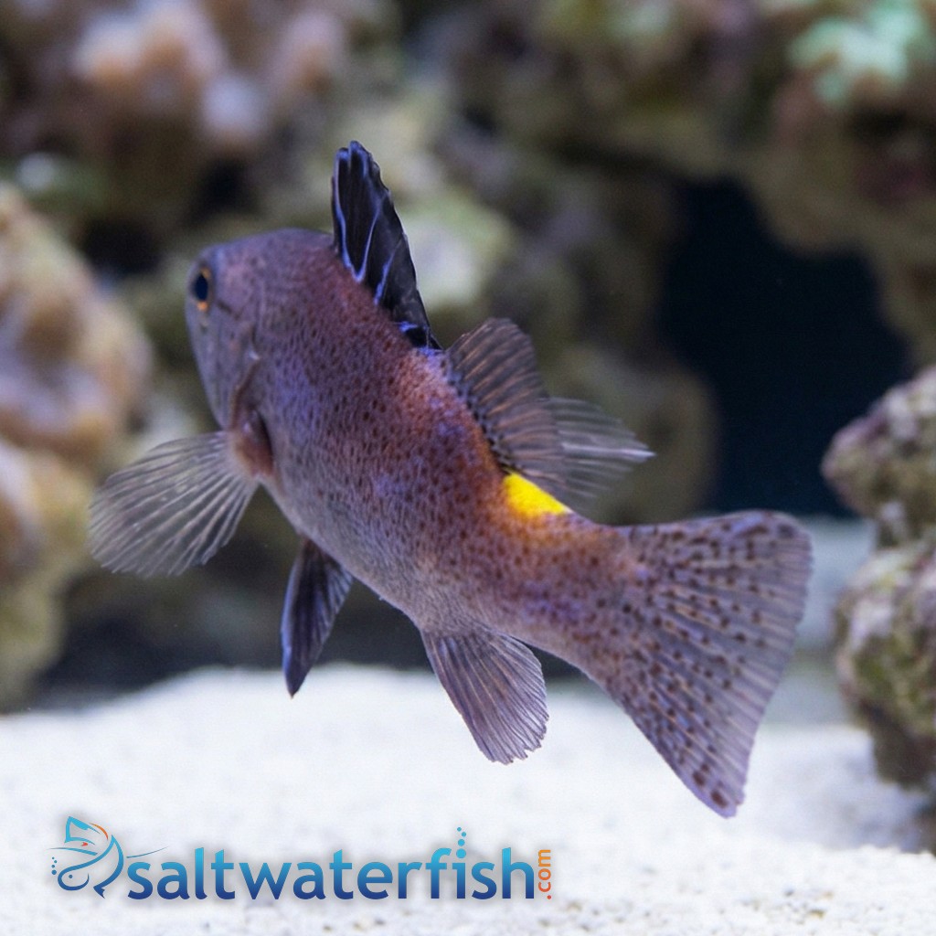 Arrowhead Basslet