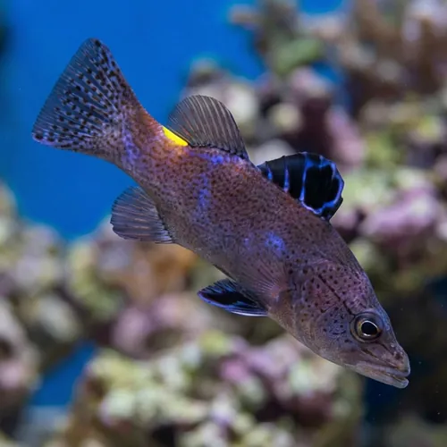 Arrowhead Basslet