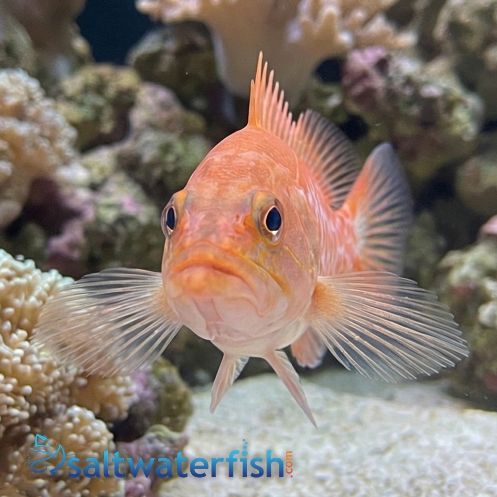 Dr. Seuss Soapfish
