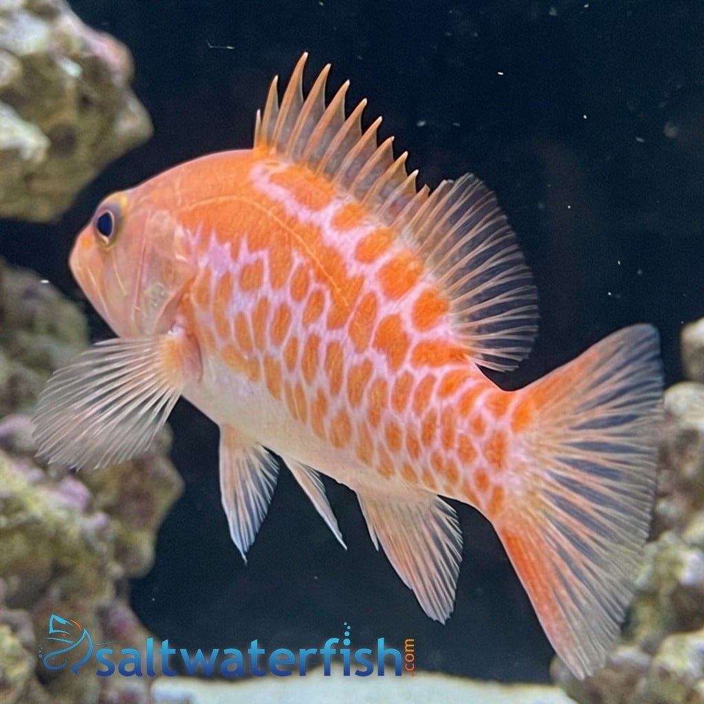 Dr. Seuss Soapfish