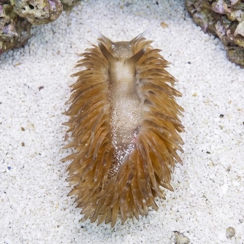 Berghia Nudibranch - Captive Bred