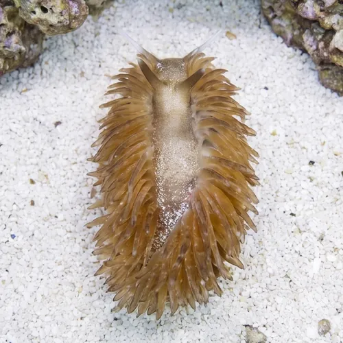 Berghia Nudibranch - Captive Bred
