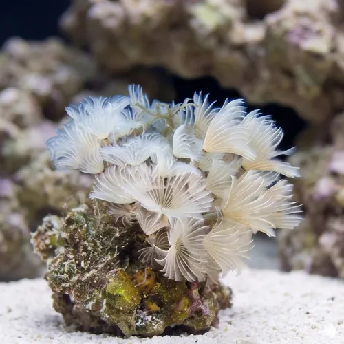 Duster Cluster - Atlantic