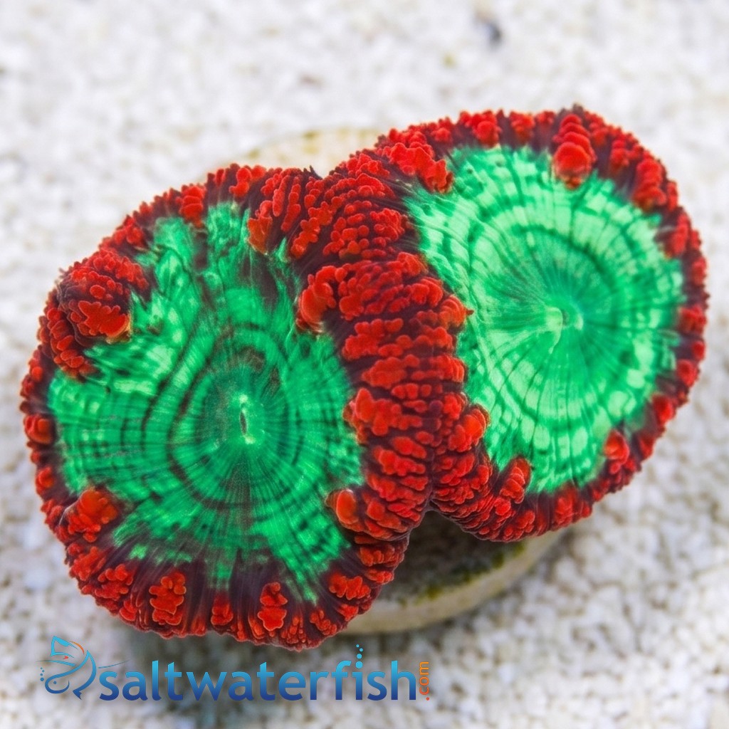 Blasto Wellsi : Red / Green - Australia