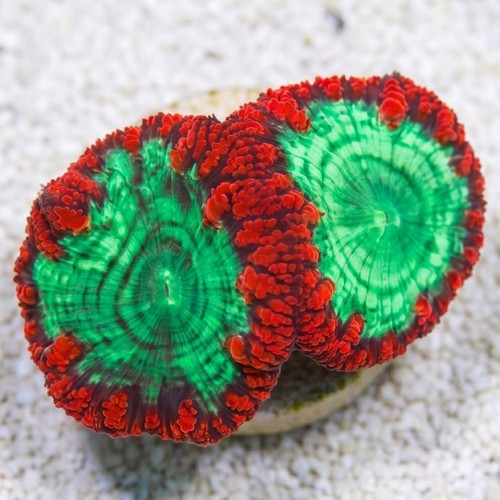 Blasto Wellsi : Red / Green - Australia