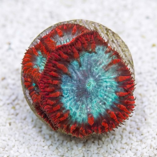 Blasto Wellsi : Red / Purple - Australia