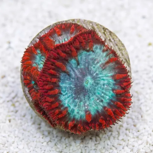 Blasto Wellsi : Red / Purple - Australia